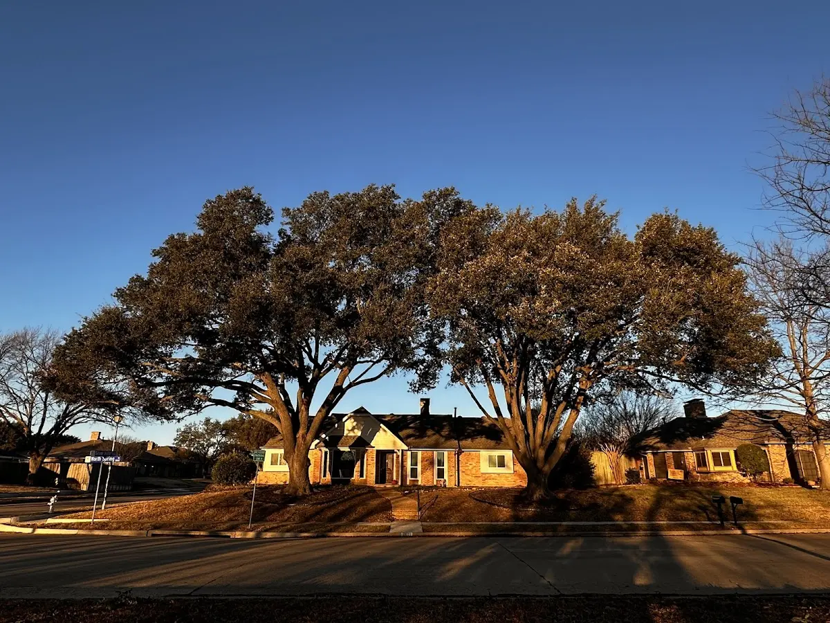 Established residential canopy tree shading a home in Riley